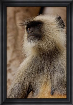 Framed Hanuman Langur primate, Ranthambhore NP, Rajasthan INDIA Print