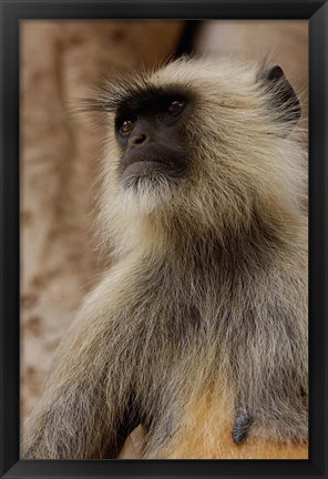 Framed Hanuman Langur primate, Ranthambhore NP, Rajasthan INDIA Print