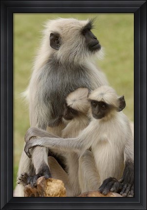 Framed Hanuman Langurs monkeys, Jodhpur, Rajasthan Print