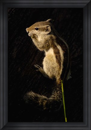 Framed Northern Palm Squirrel, Bharatpur NP, Rajasthan. INDIA Print