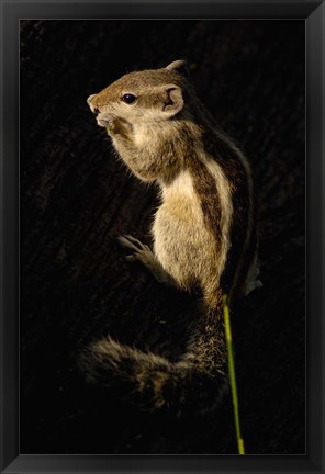 Framed Northern Palm Squirrel, Bharatpur NP, Rajasthan. INDIA Print