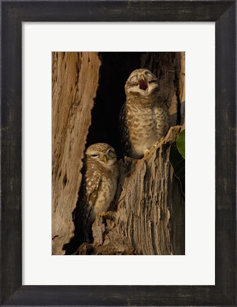 Framed Pair of Spotted Owls, Bharatpur NP, Rajasthan. INDIA Print