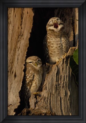 Framed Pair of Spotted Owls, Bharatpur NP, Rajasthan. INDIA Print