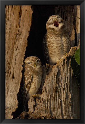 Framed Pair of Spotted Owls, Bharatpur NP, Rajasthan. INDIA Print