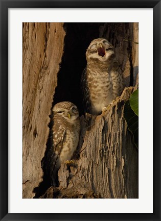 Framed Pair of Spotted Owls, Bharatpur NP, Rajasthan. INDIA Print