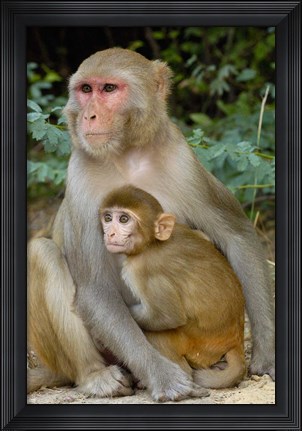Framed Rhesus Macaque monkey with baby, Bharatpur National Park, Rajasthan INDIA Print
