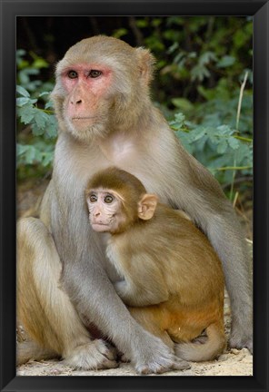 Framed Rhesus Macaque monkey with baby, Bharatpur National Park, Rajasthan INDIA Print