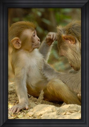 Framed Rhesus Macaque, Bharatpur National Park, Rajasthan INDIA Print