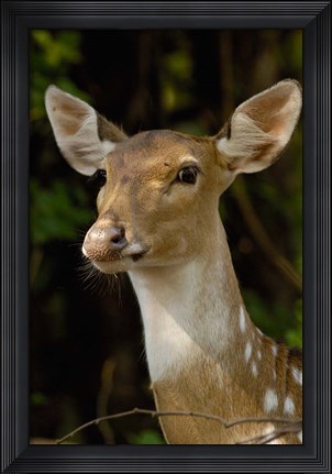 Framed Spotted Deer wildlife, Bharatpur, Keoladeo Ghana, INDIA Print