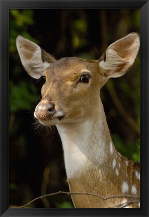Framed Spotted Deer wildlife, Bharatpur, Keoladeo Ghana, INDIA Print
