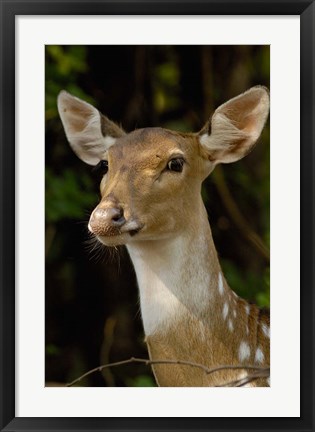 Framed Spotted Deer wildlife, Bharatpur, Keoladeo Ghana, INDIA Print