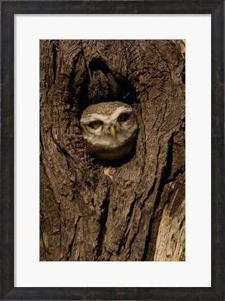 Framed Spotted Owlet bird in a tree, Bharatpur NP, Rajasthan. INDIA Print