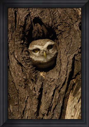 Framed Spotted Owlet bird in a tree, Bharatpur NP, Rajasthan. INDIA Print
