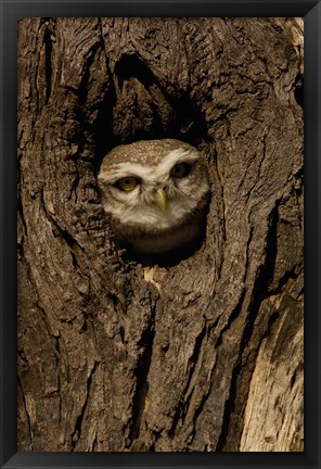 Framed Spotted Owlet bird in a tree, Bharatpur NP, Rajasthan. INDIA Print