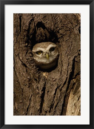 Framed Spotted Owlet bird in a tree, Bharatpur NP, Rajasthan. INDIA Print