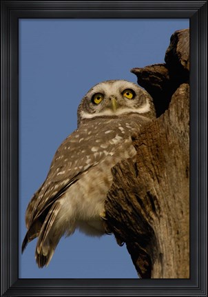 Framed Spotted Owlet bird, Bharatpur NP, Rajasthan. INDIA Print