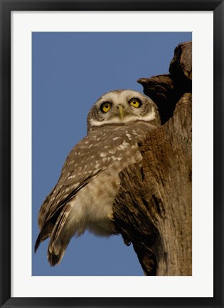 Framed Spotted Owlet bird, Bharatpur NP, Rajasthan. INDIA Print