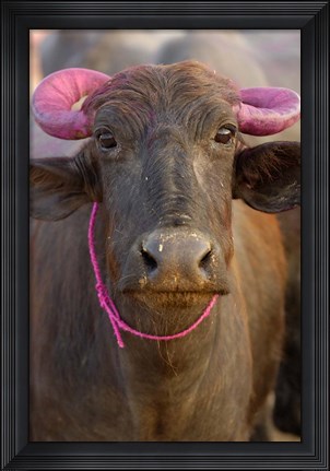 Framed Water buffalo, Diwali Hindu festival, Rajasthan, India Print
