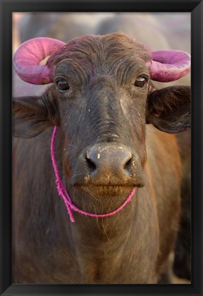 Framed Water buffalo, Diwali Hindu festival, Rajasthan, India Print