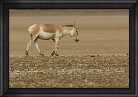 Framed Asiatic Wild Ass, Donkey, Gujarat, INDIA Print