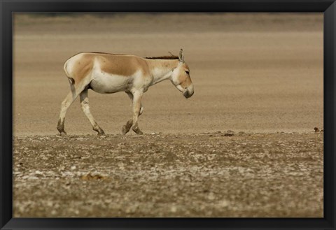 Framed Asiatic Wild Ass, Donkey, Gujarat, INDIA Print