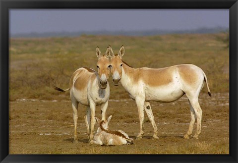 Framed Group of Asiatic Wild Ass,  Gujarat, INDIA Print