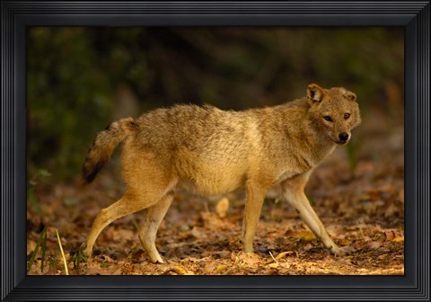 Framed Golden Jackal wildlife, Bharatpur NP, Rajasthan. INDIA Print