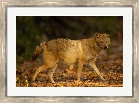 Framed Golden Jackal wildlife, Bharatpur NP, Rajasthan. INDIA Print
