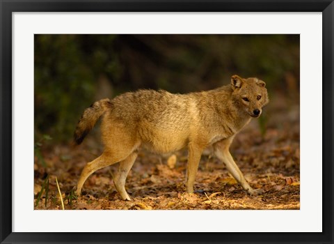 Framed Golden Jackal wildlife, Bharatpur NP, Rajasthan. INDIA Print