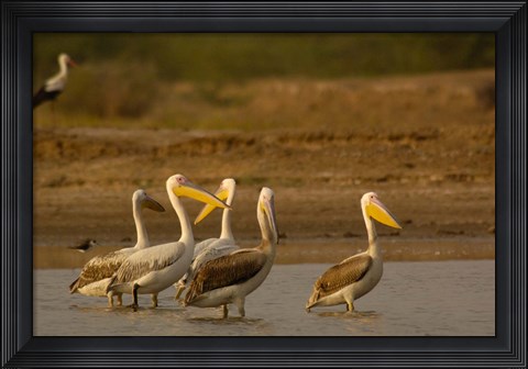 Framed Great White Pelican bird, Velavadar, Gujarat, SW INDIA Print