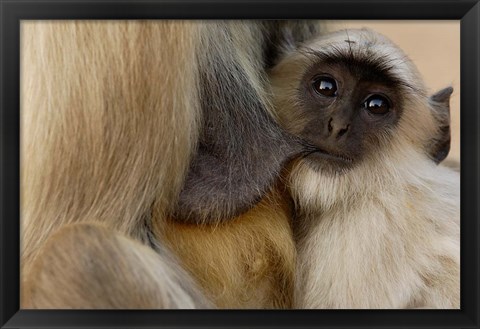 Framed Hanuman Langur monkey feeding, Ranthambhore NP, Rajasthan INDIA Print