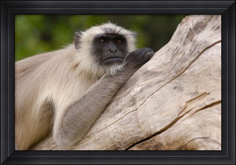 Framed Hanuman Langur monkey, Mandore, Rajasthan. INDIA Print
