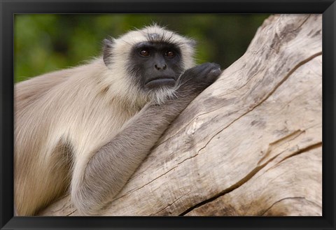 Framed Hanuman Langur monkey, Mandore, Rajasthan. INDIA Print