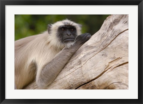 Framed Hanuman Langur monkey, Mandore, Rajasthan. INDIA Print