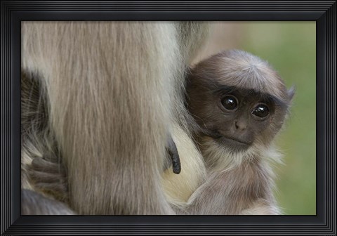 Framed Hanuman Langurs baby monkey, Mandore, Rajasthan. INDIA Print
