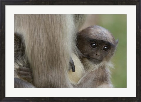 Framed Hanuman Langurs baby monkey, Mandore, Rajasthan. INDIA Print