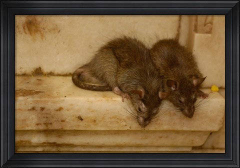 Framed Karni Mata Temple, Deshnoke Rajasthan, INDIA Print
