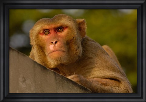 Framed Rhesus Macaque, Bird, Bharatpur. Rajasthan. INDIA Print