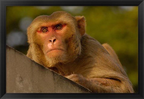 Framed Rhesus Macaque, Bird, Bharatpur. Rajasthan. INDIA Print