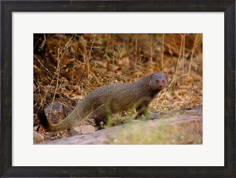 Framed Ruddy Mongoose, Ranthambhore NP, Rajasthan, INDIA Print