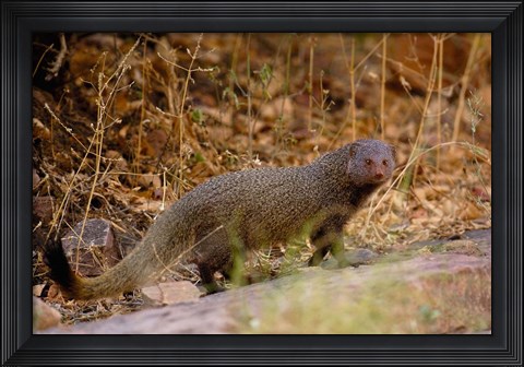 Framed Ruddy Mongoose, Ranthambhore NP, Rajasthan, INDIA Print