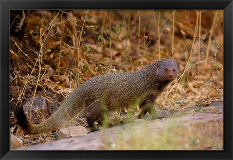 Framed Ruddy Mongoose, Ranthambhore NP, Rajasthan, INDIA Print