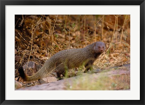 Framed Ruddy Mongoose, Ranthambhore NP, Rajasthan, INDIA Print