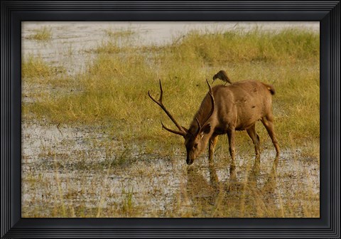 Framed Sambar Deer, Ranthambhore NP, Rajasthan, India Print
