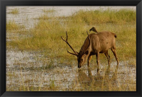 Framed Sambar Deer, Ranthambhore NP, Rajasthan, India Print