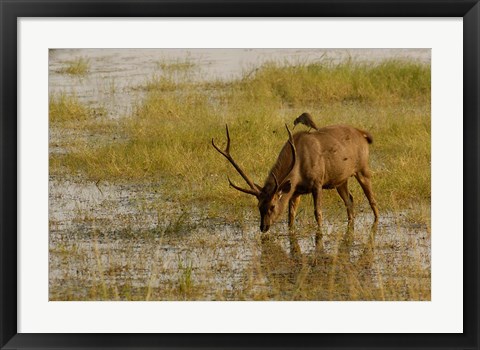 Framed Sambar Deer, Ranthambhore NP, Rajasthan, India Print