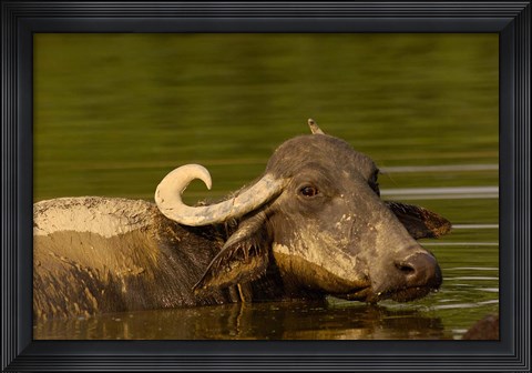 Framed Water buffalo, Wildlife, Bharatpur village, INDIA Print