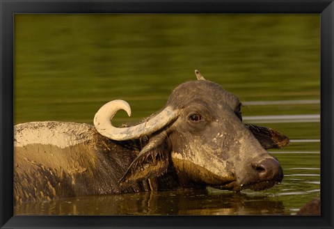 Framed Water buffalo, Wildlife, Bharatpur village, INDIA Print