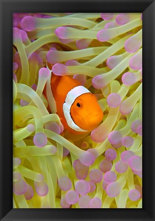 Framed Anemonefish in protective anemone, Raja Ampat, Papua, Indonesia Print