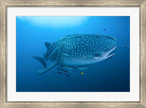 Framed Bay Whale shark and remoras Print